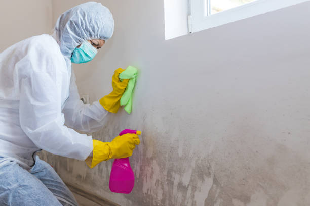 Trusted Surfside Beach, SC Mold Removal & Remediation Experts